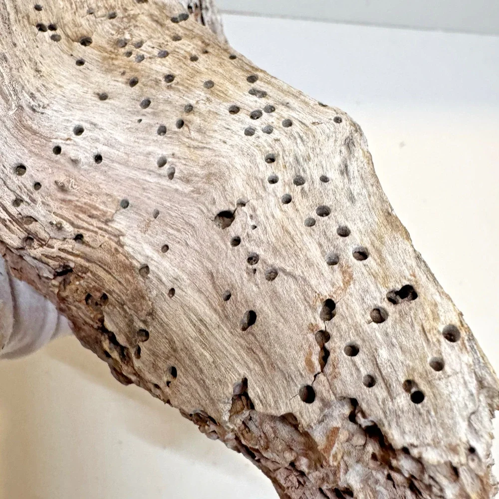 Set of 2 California Natural Driftwood Wavy Burlwood Terrarium Aquarium Craft